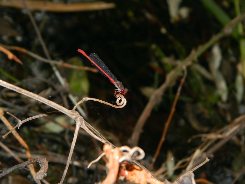 Ceriagron tenellum?